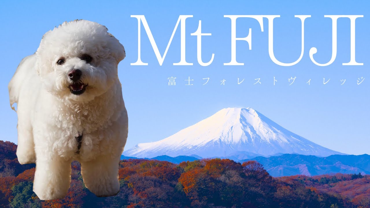 【ビションフリーゼと旅】富士フォレストヴィレッジ