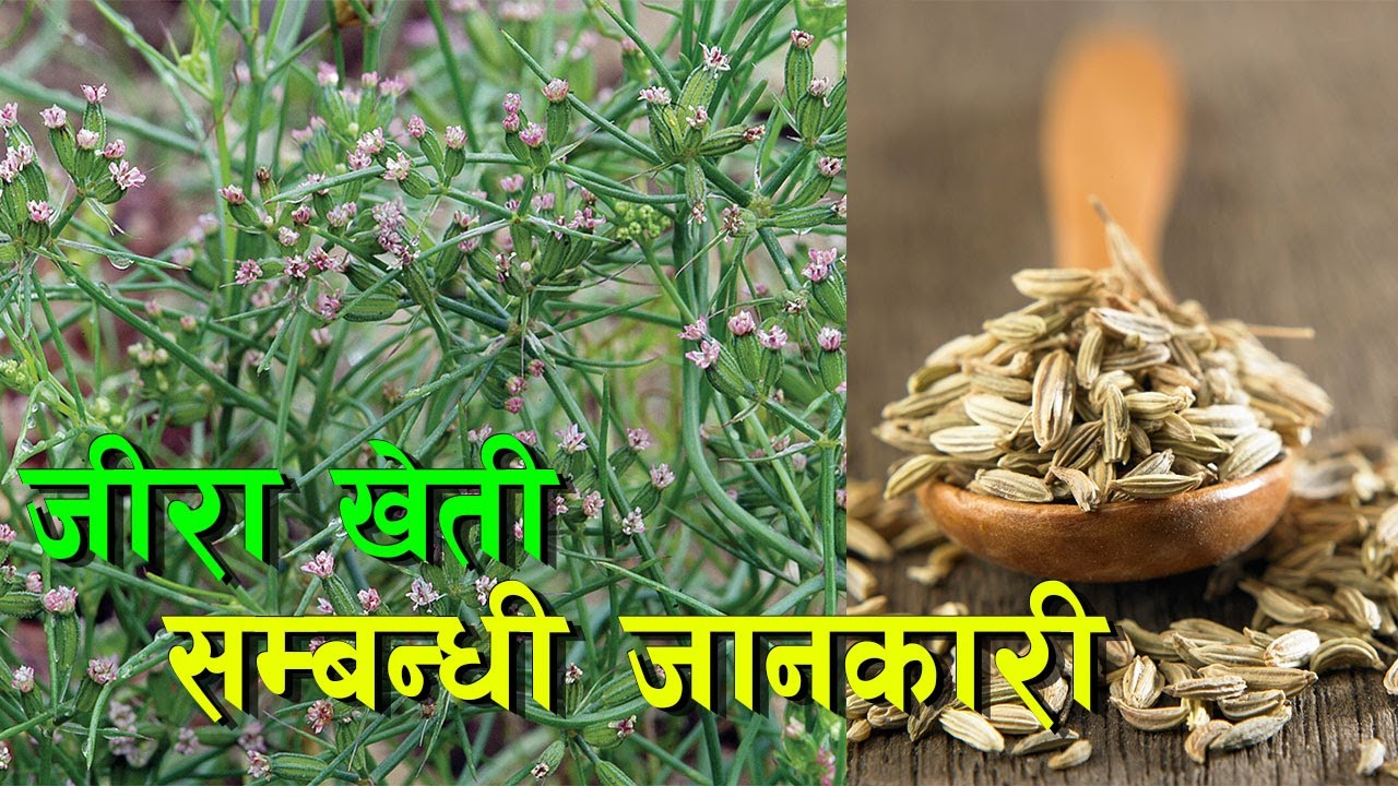 जीरा खेती सिकौं,  उत्पादन गरौं || Cabbage Farming in Nepal ||