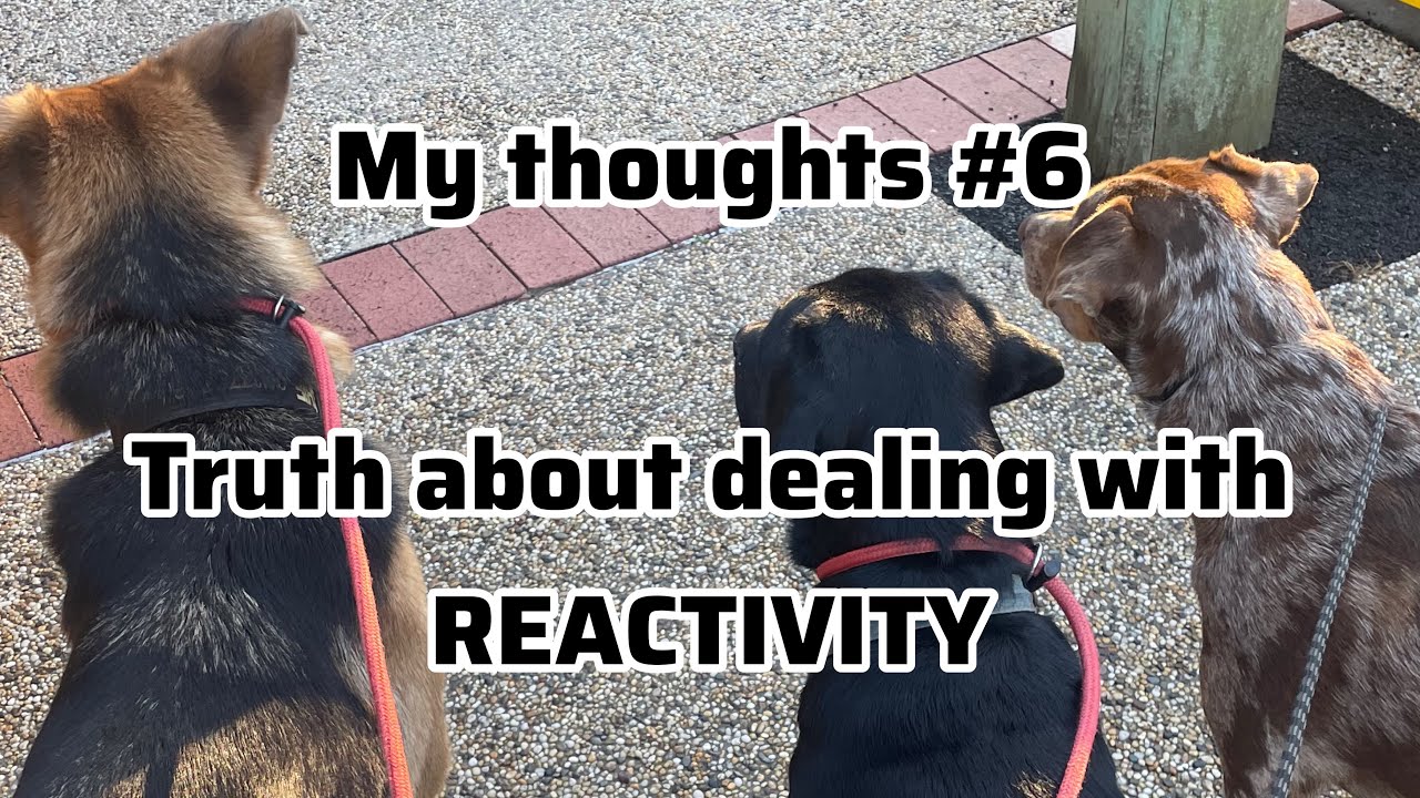 My thoughts #6 - Truth about dealing with reactivity