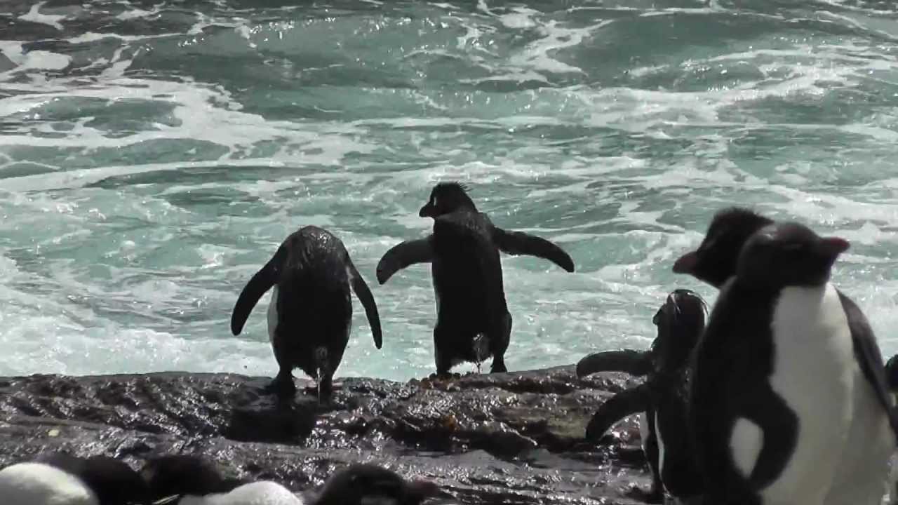 Surfing Penguins in the Falkland Islands