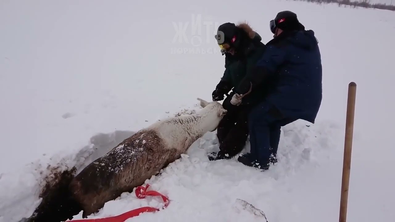 Reindeer rescue