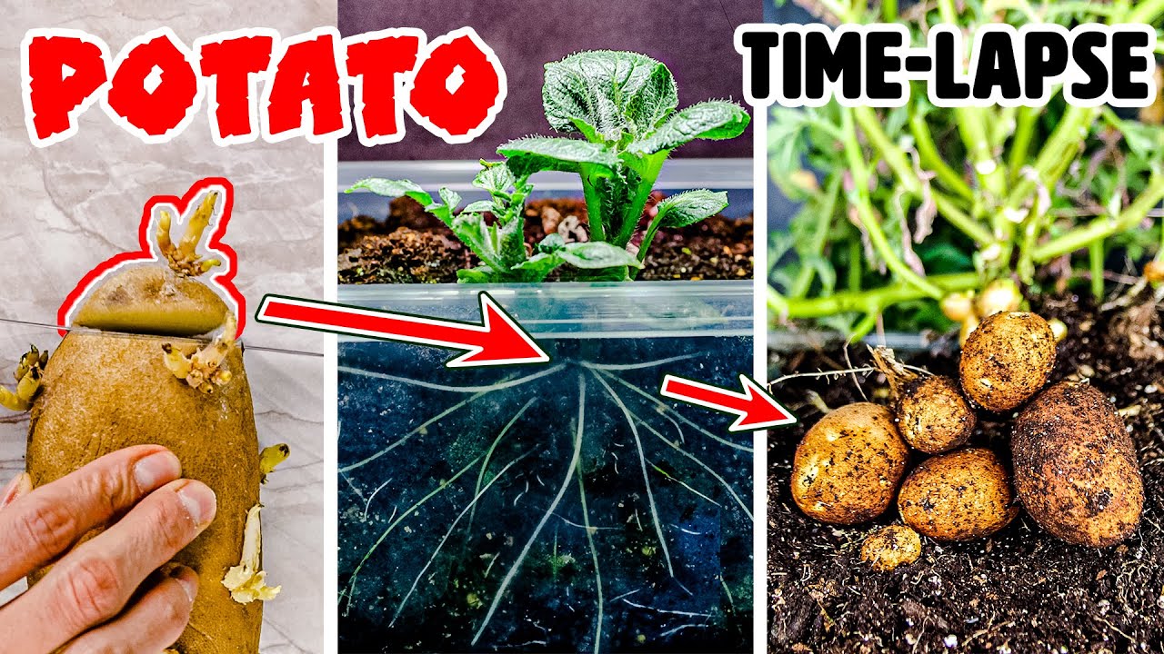 Growing Potato Plant Time Lapse - Sprouting Eyes to Potatoes (90 Days)