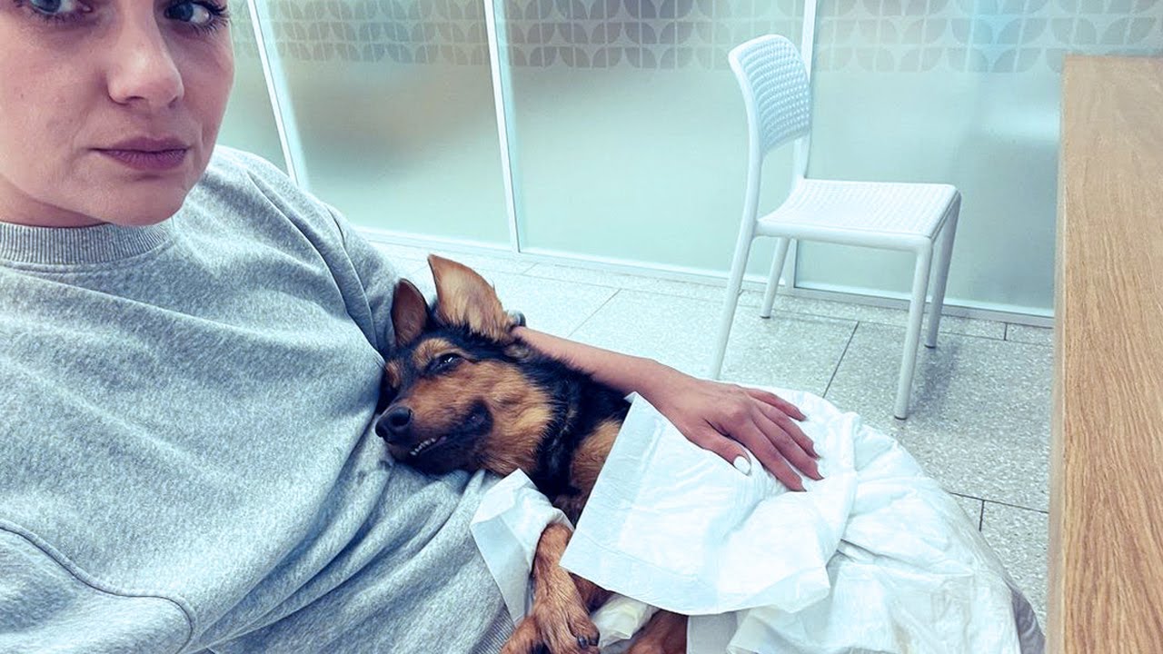 The abandoned puppy looked at me with a broken heart, she didn't want this ending
