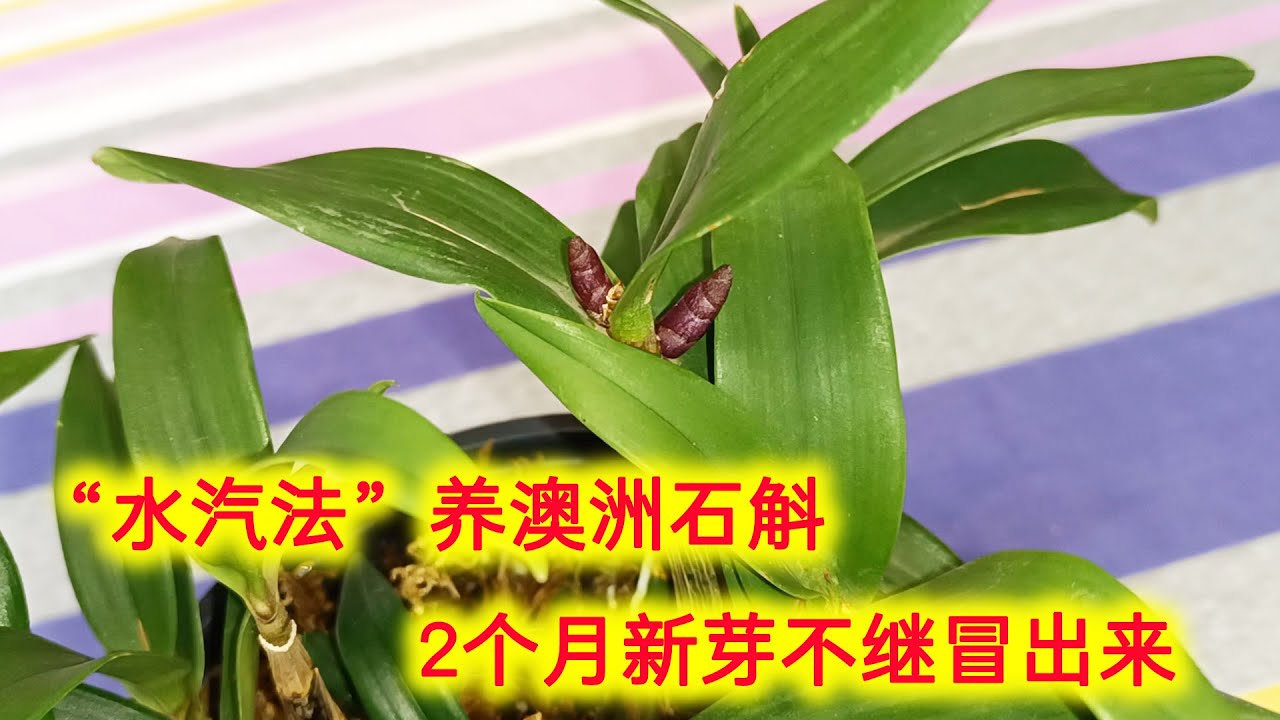 “水汽法”养澳洲石斛兰，不会烂根，2个月新芽不断冒出来！（阿涛养花132期）