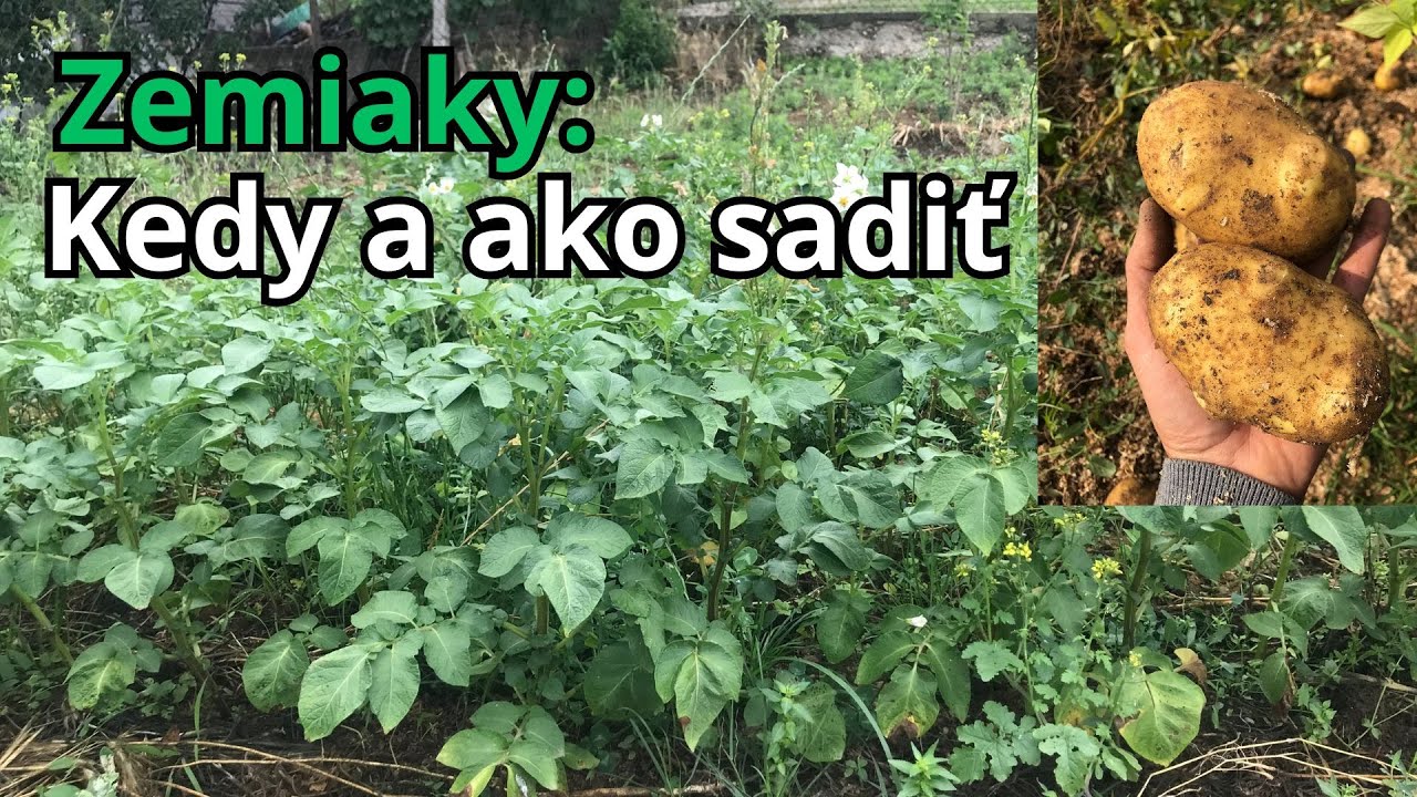 Kedy a ako sadiť zemiaky – klasicky aj bez rýľovania (návod krok za krokom)
