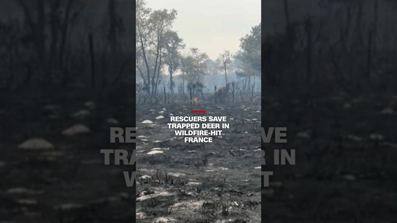 Rescuers save trapped deer in wildfire-hit France