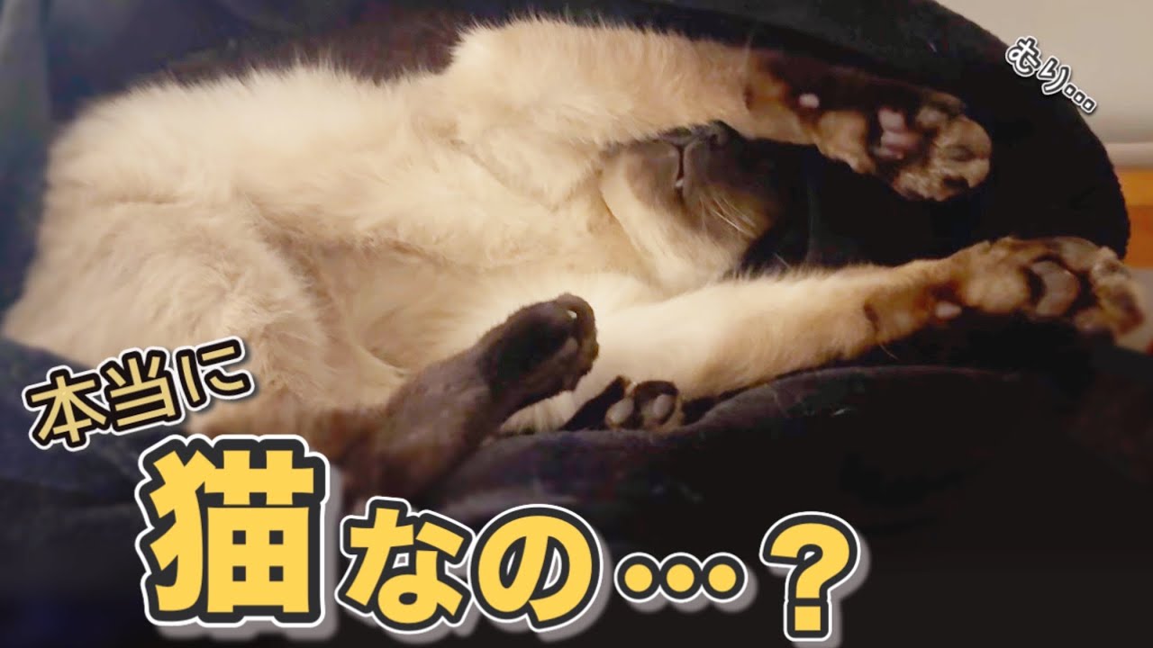 自分を猫だと思っていない兄猫が、地震で怯える弟を守った日