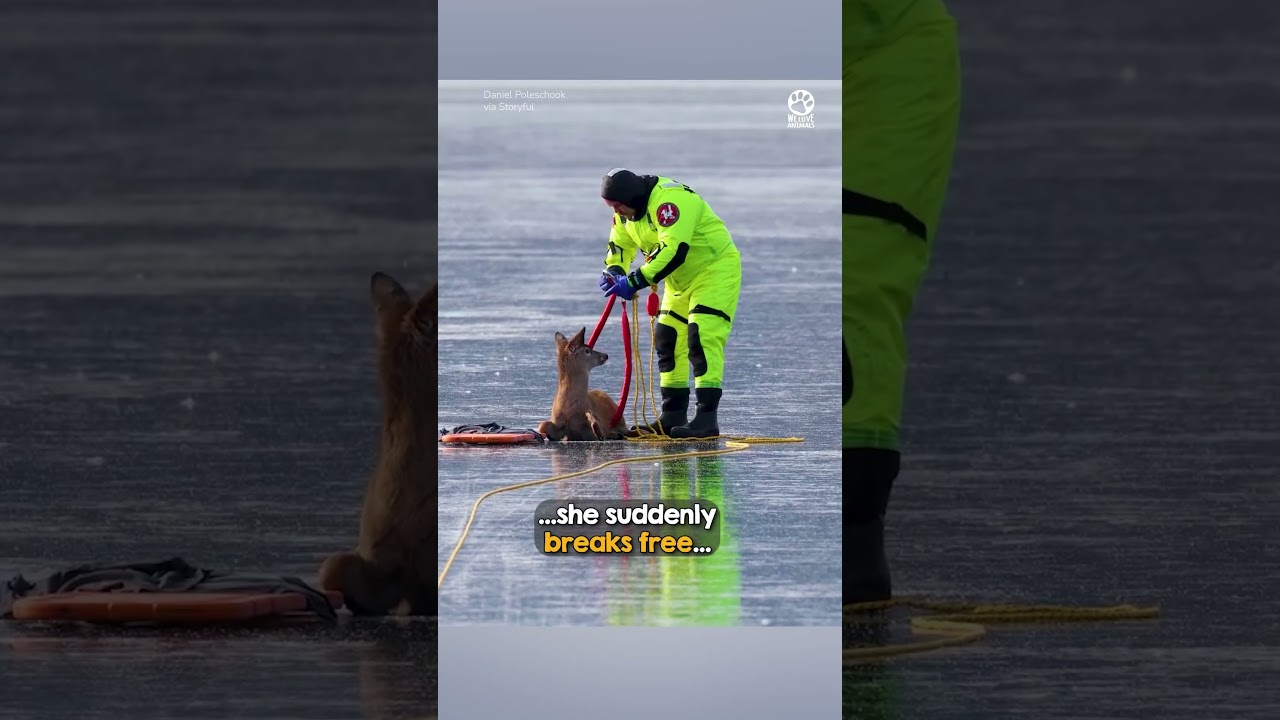Terrified deer learns to trust her rescuer 🥹❤️