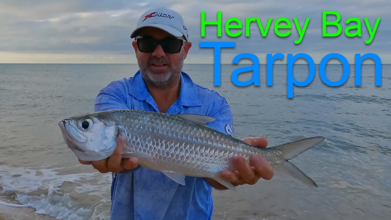 Hervey Bay Land based Fishing - Tarpon