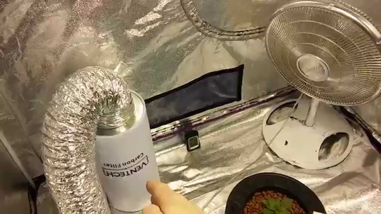 Showing Apollo 5x5 Grow Tent with White widow! CropKingSeeds - Kid Cannabis