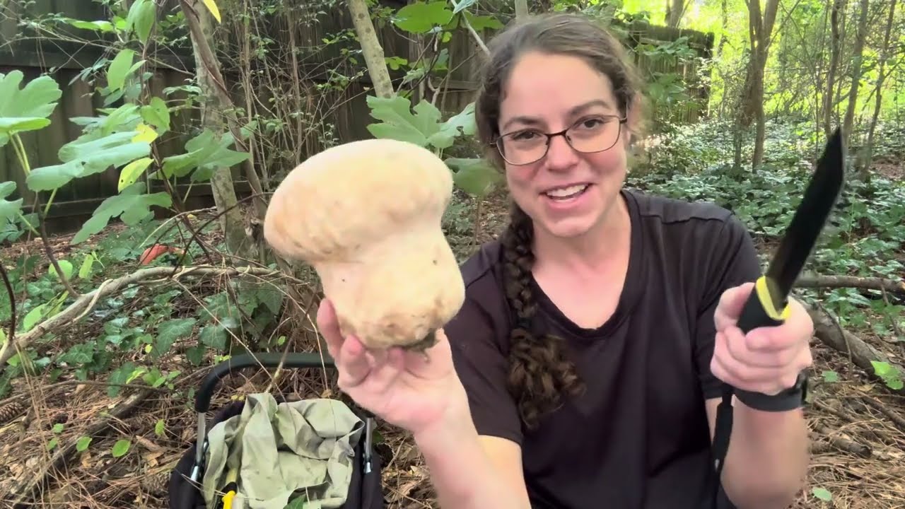 Puffball mushrooms with purple spores! How to ID edible Calvatia cyanthiformis mushrooms