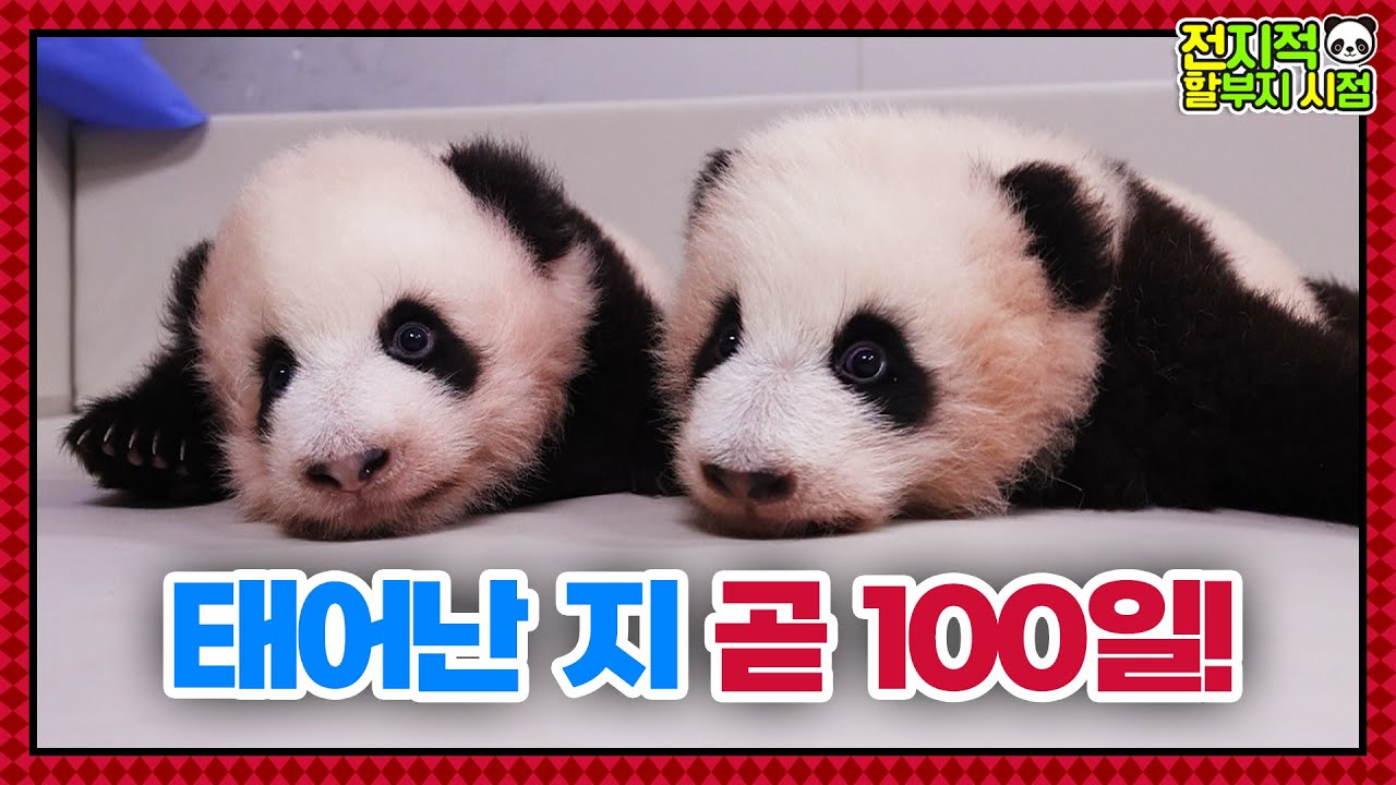 (SUB) Панды-близнецы скоро отпразднуют свой 100-й день со дня рождения🐼│Panda World
