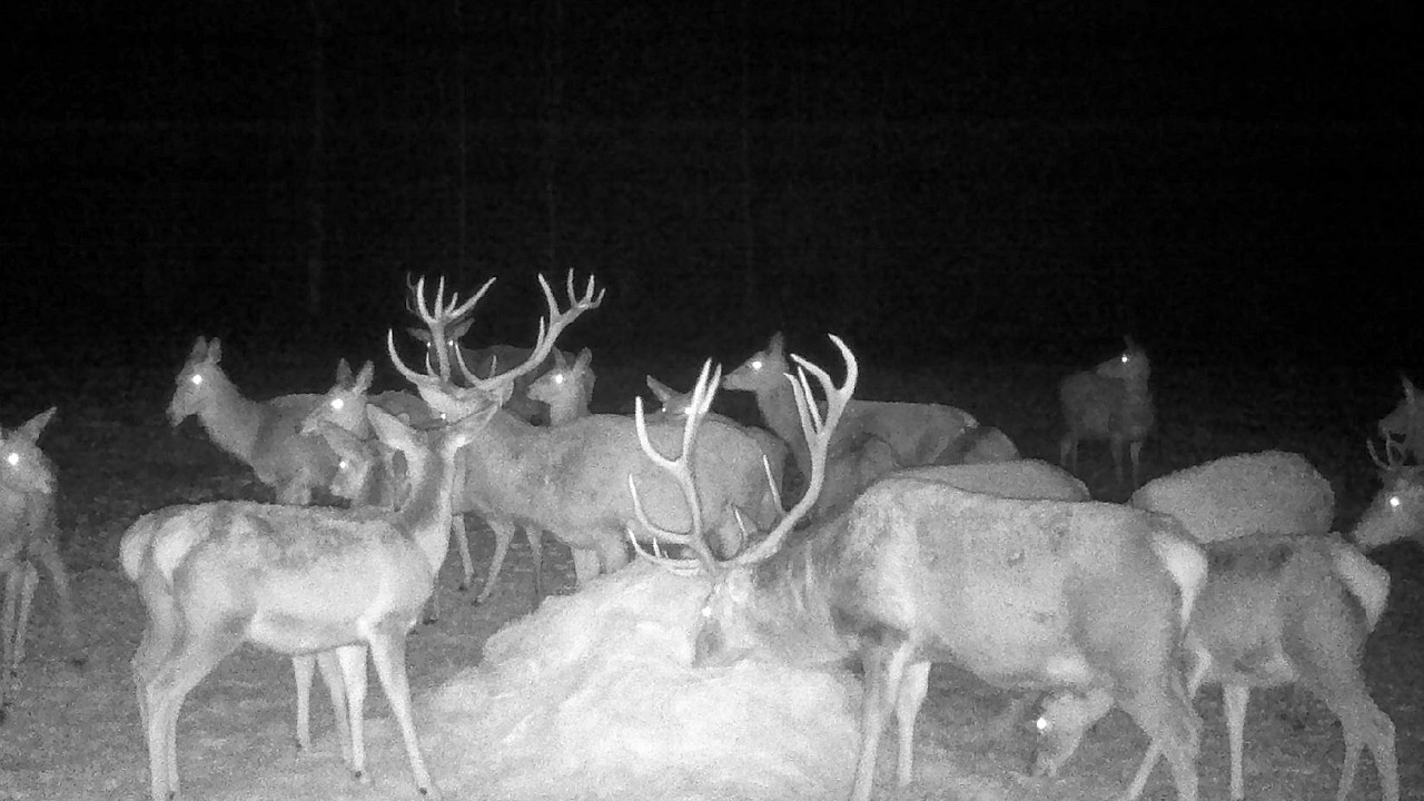Jelenie Byki z łaniami podczas posiłku🦌 2026r Kilka Mocarzy jest💪🦌