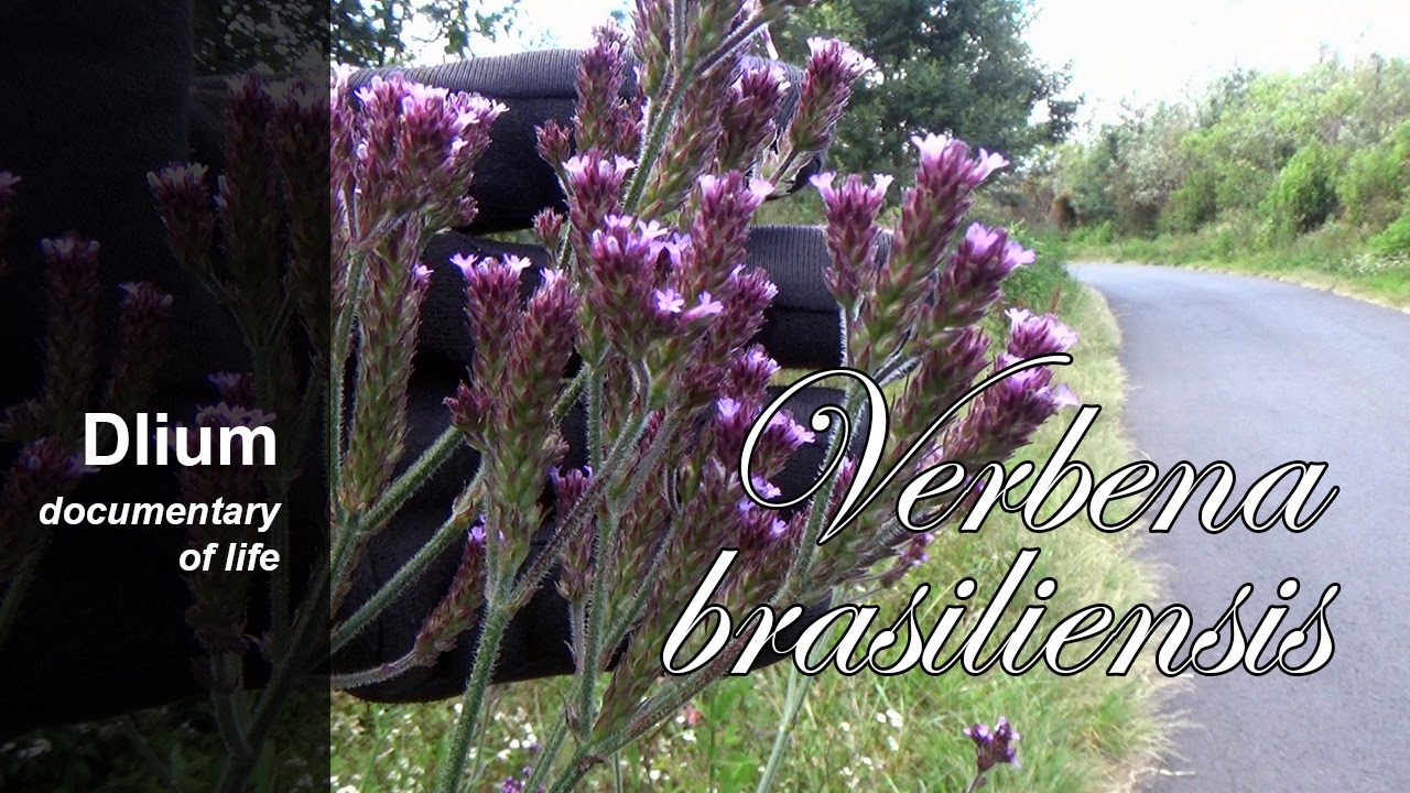 Brazilian vervain (Verbena brasiliensis) - part 1