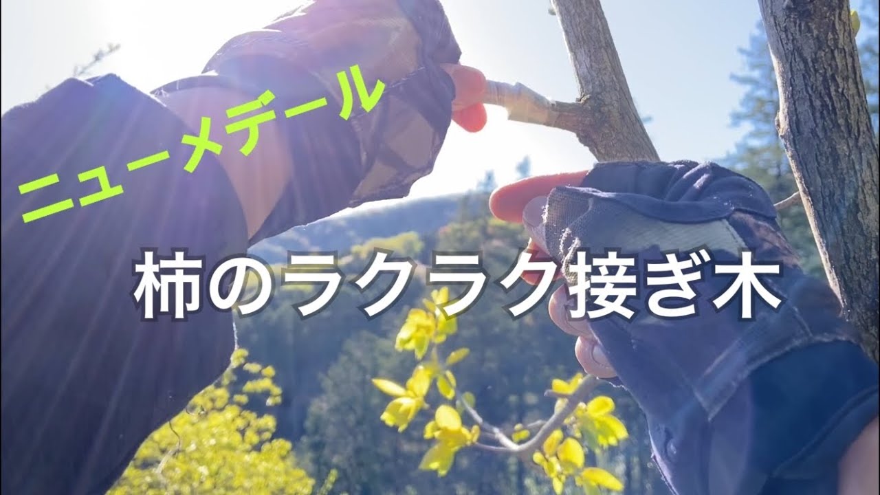 柿のラクラク接ぎ木