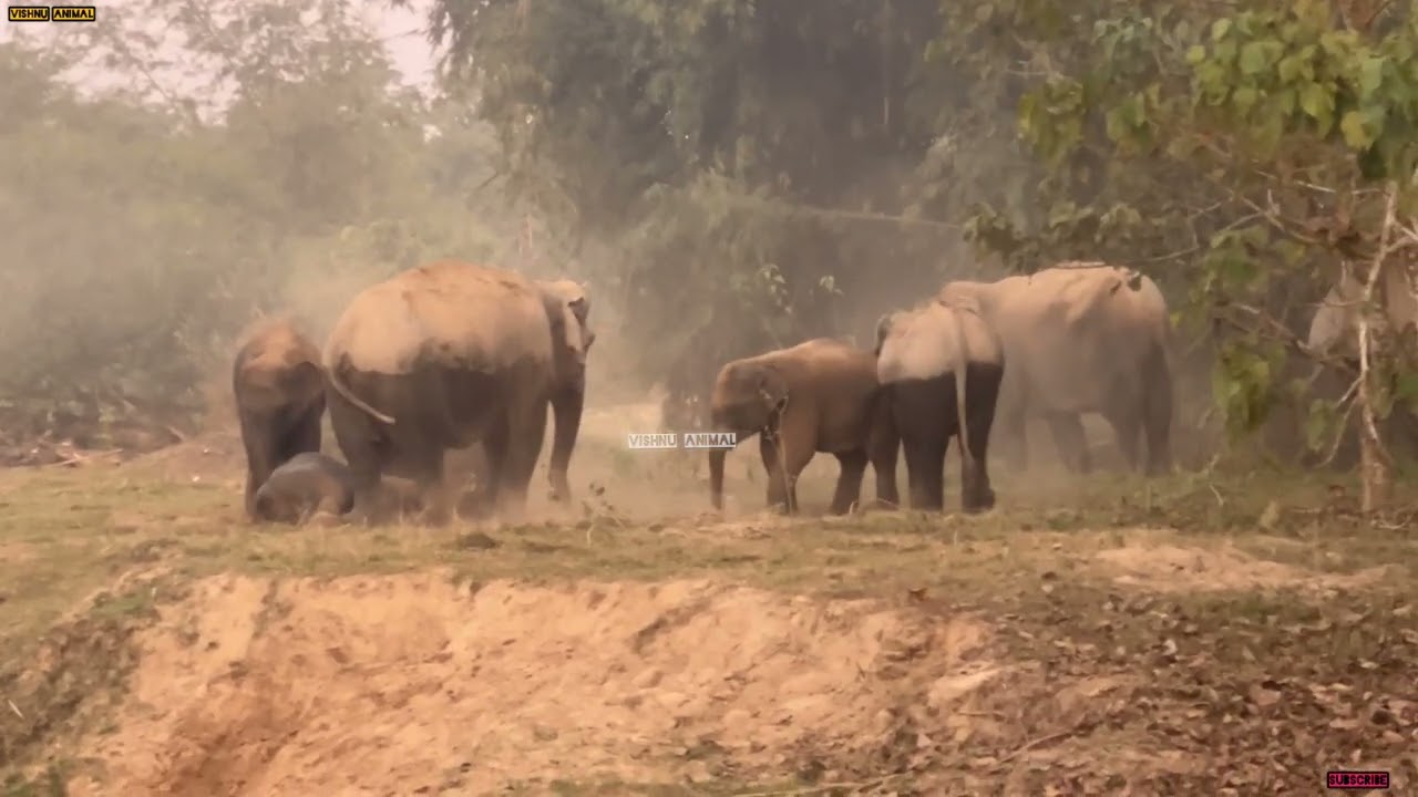 22 February 2026 #assam #animals 