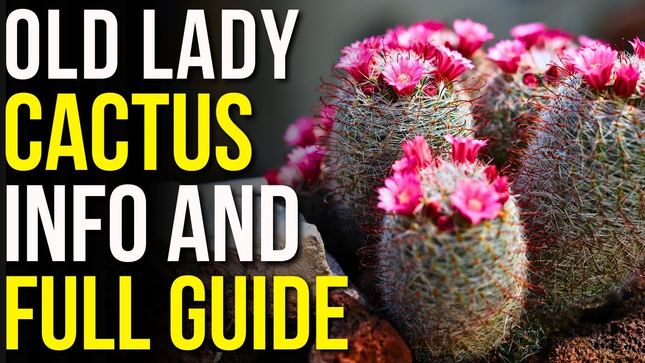 Old Lady Cactus Info and Care | How To Care for Mammillaria Hahaniana Cactus