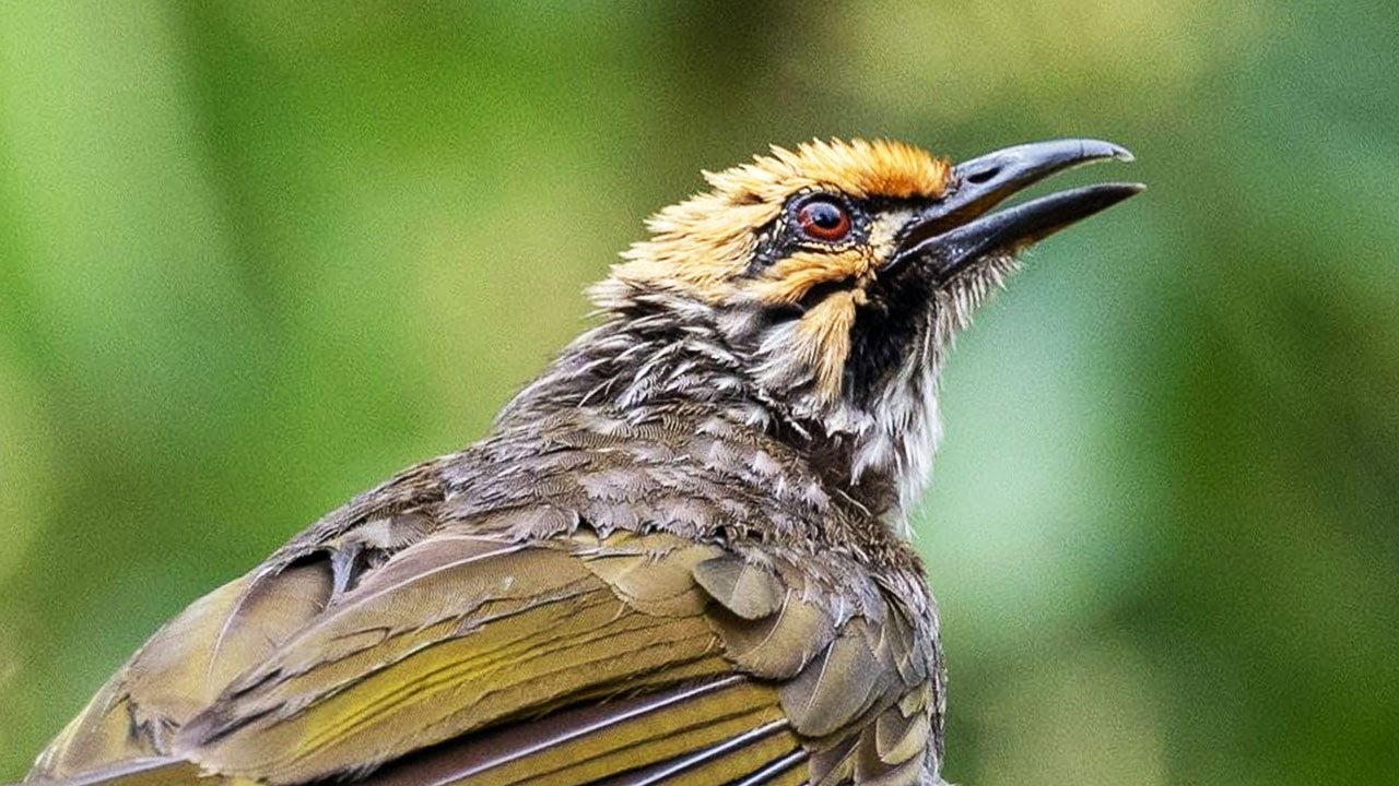 SUARA CUCAK RAWA GACOR DI ALAM LIAR | PANCINGAN CUCAK ROWO BAHAN CEPAT BUNYI ROPEL