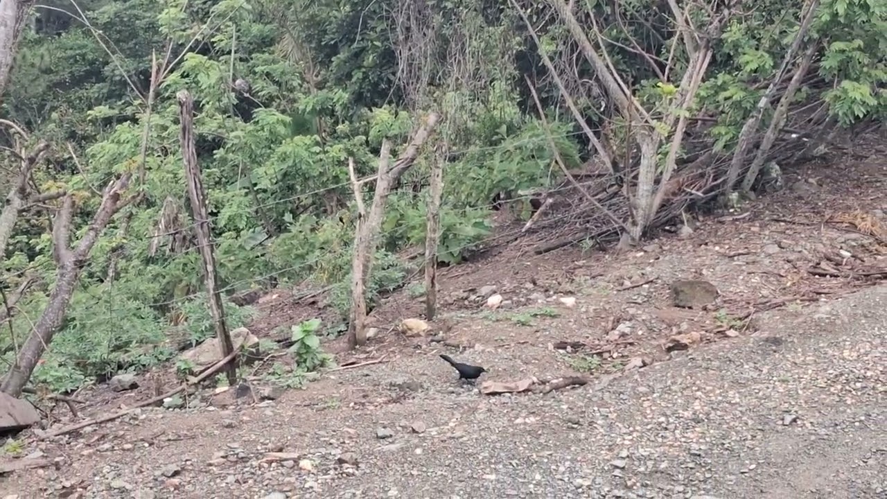 Naturalezas de jarabacoa RD
