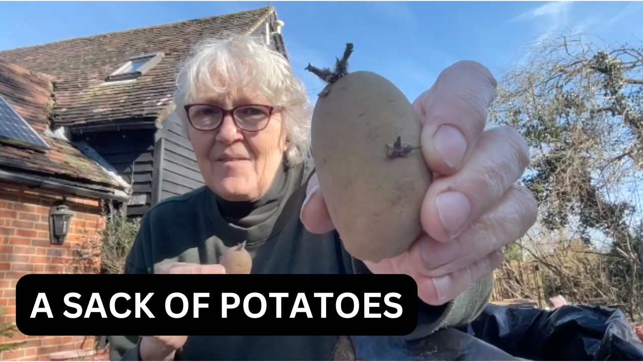 GAL - Make like a sack of spuds!
