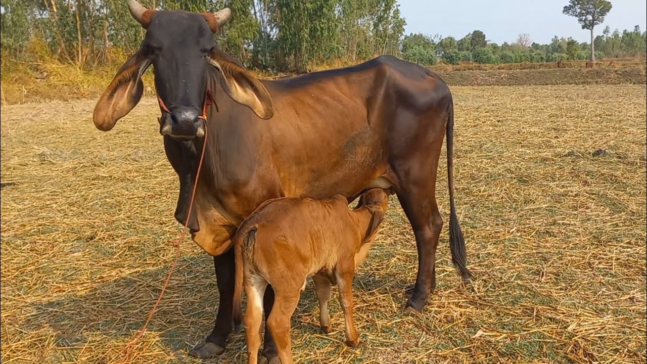 เปิดราคาวัวเเม่ลูกงามๆวันนี้ (25ก.พ.69)พ่อจ่อย บ.สหกรณ์นิคม อ.ปทุมราชวงศา จ.อำนาจเจริญ