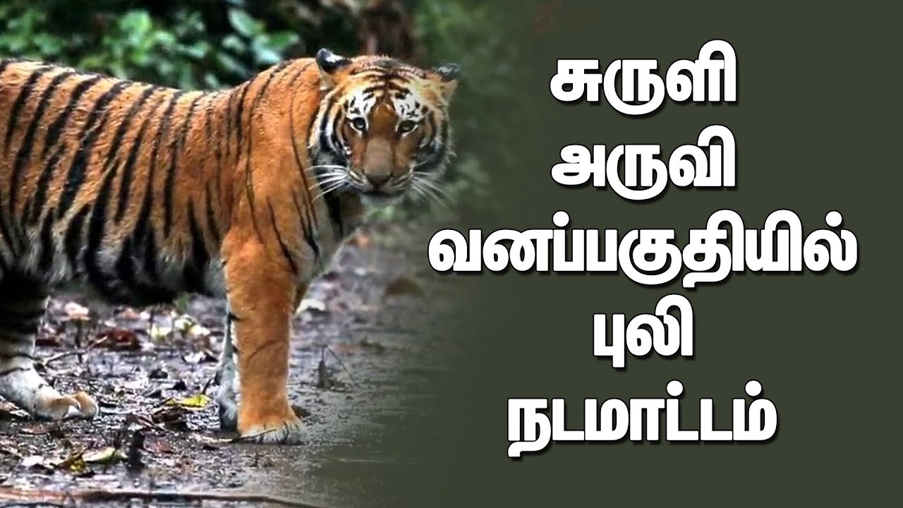 சுருளி அருவி வனப்பகுதியில் புலி நடமாட்டம் | Suruli | Tiger