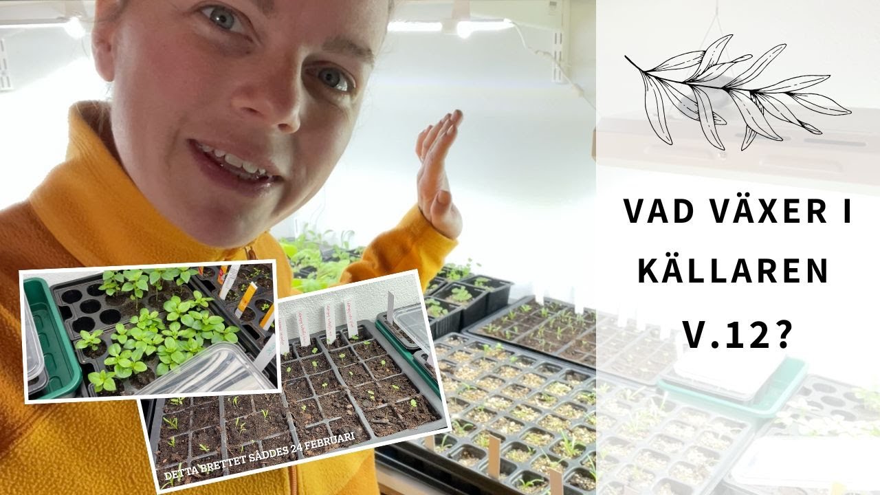 Hur ser det ut i källaren vecka 12? Vad &när har jag sått och hur långt har det kommit?