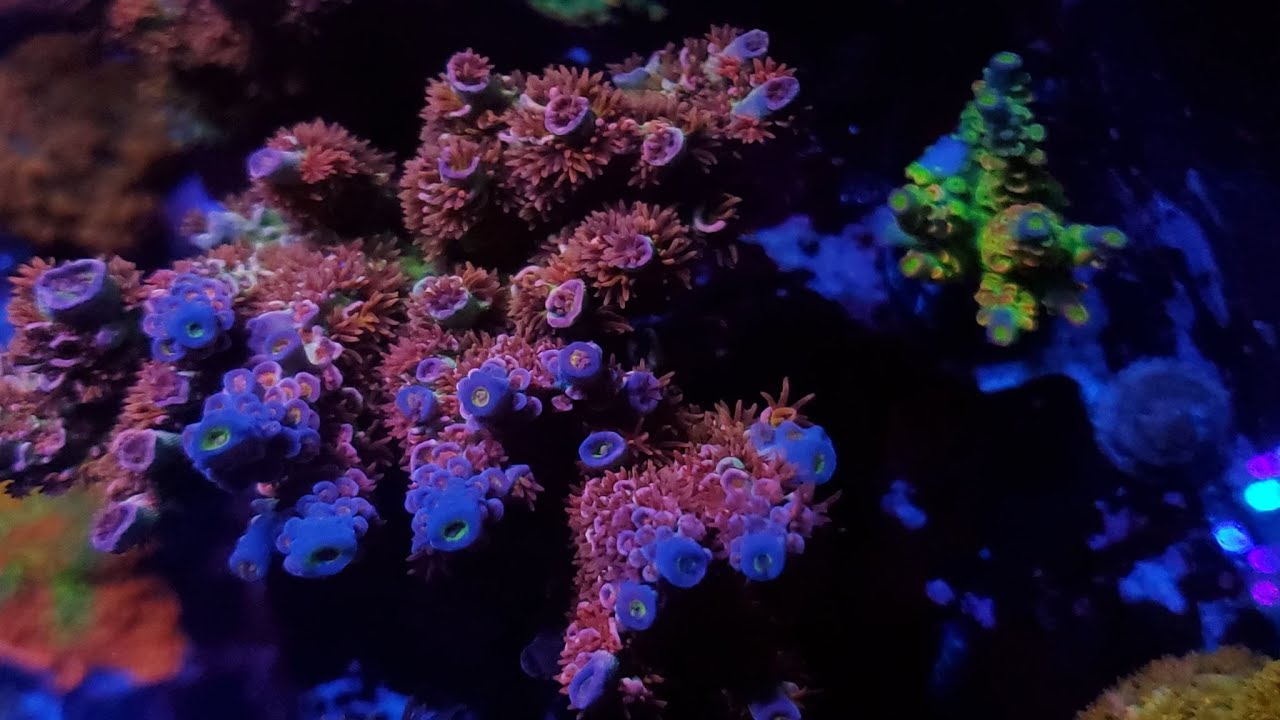Reefs com   Coral Fragging Series : Acroporas
