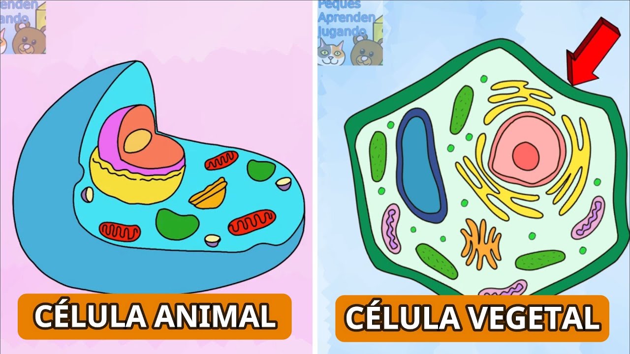 La célula animal y la célula vegetal para niños Partes y características. PequesAprendenJugando