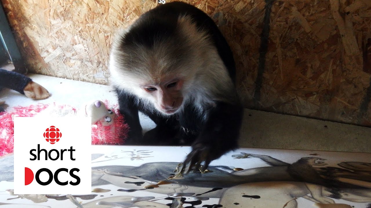 Meet Pockets Warhol, a famous painting monkey who saved his sanctuary | Portrait of Pockets