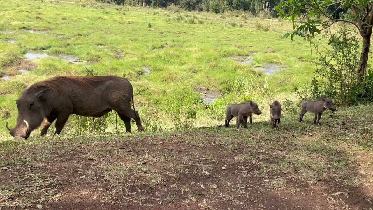 These little piggies at Little governors' Camp