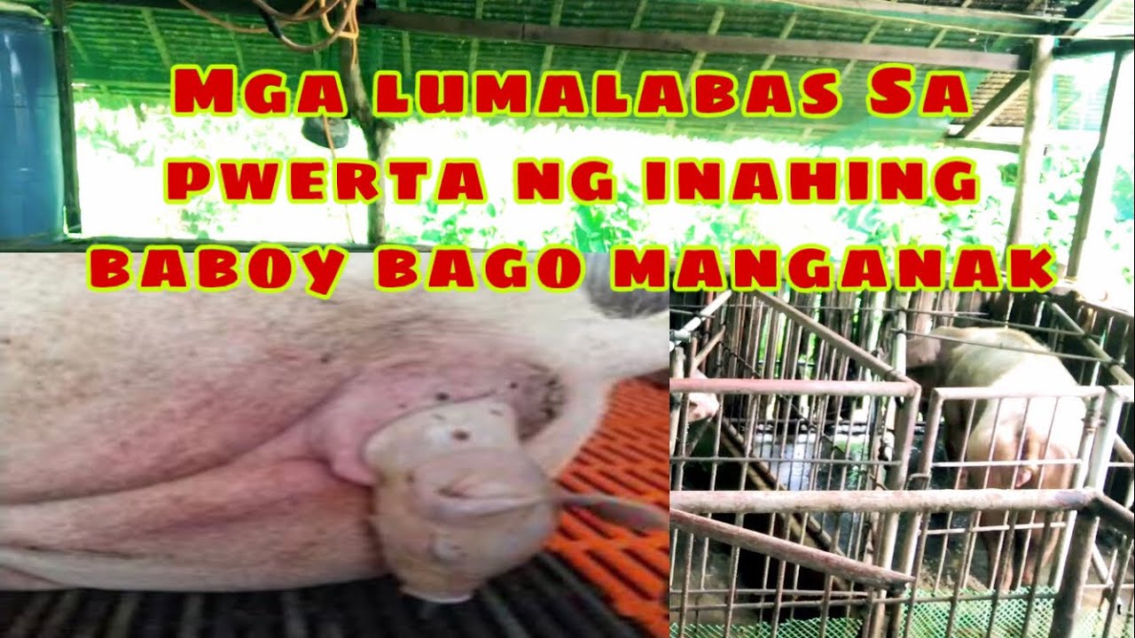 Mga lumalabas sa pwerta ng inahing baboy bago manganak | Ryan Patenio