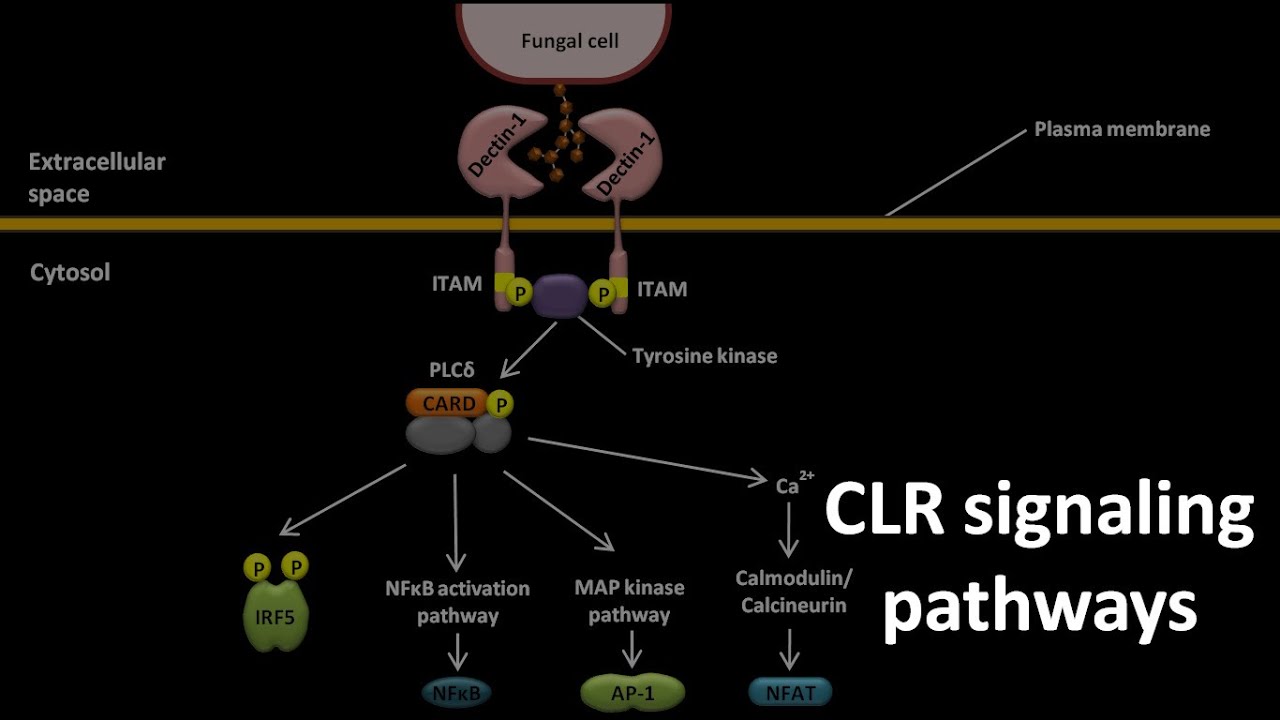 CLR signaling pathways