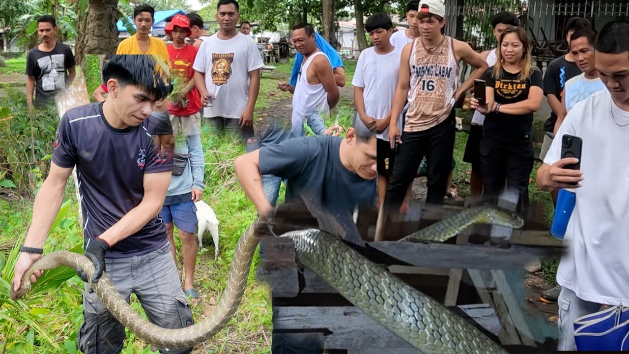 KING COBRA SA VILLAGE 