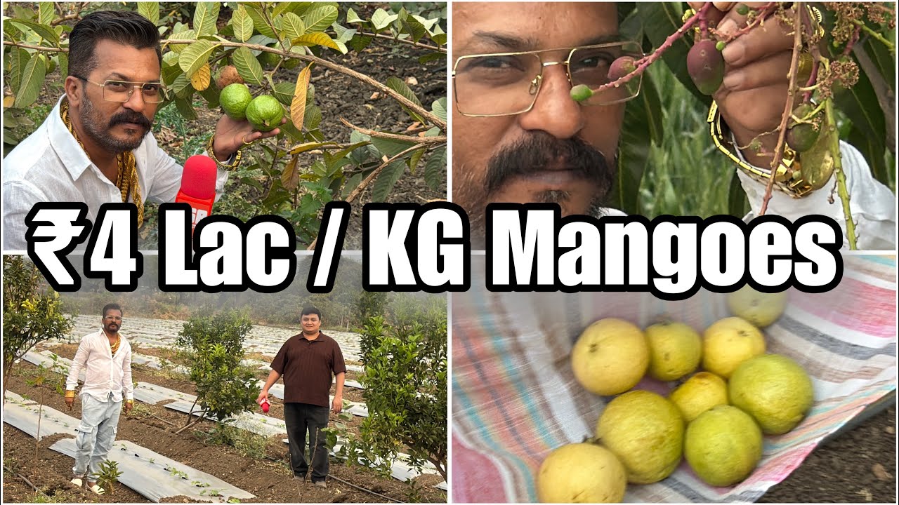 Fruit Orchard (Aurangabad) Tour with MD & Nanny Goat Farm 
