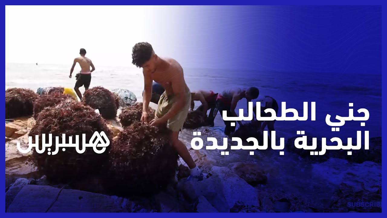 جني الطحالب في الجديدة.. غطاسون يستأنفون البحث عن الربيعة في سواحل الأطلسي