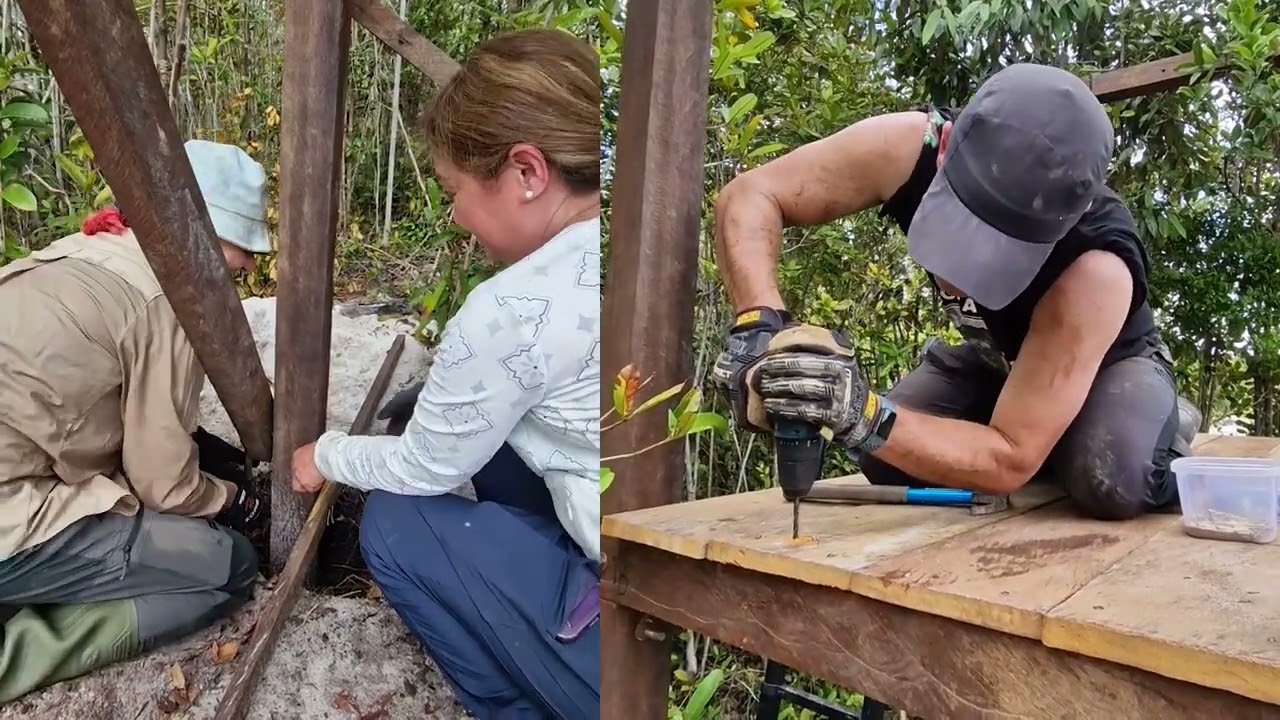 Tower construction for Non releasable Orangutans, Nyaru Menteng, Borneo