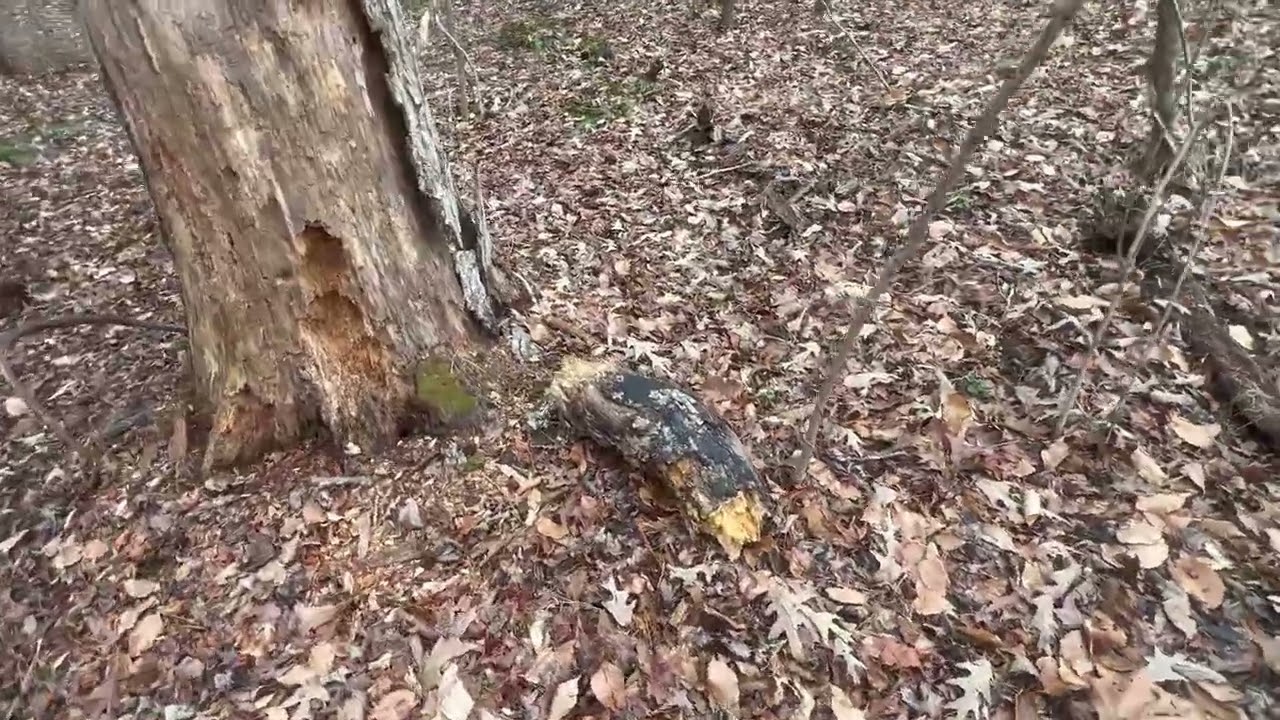 Hiking Video in Virginia.