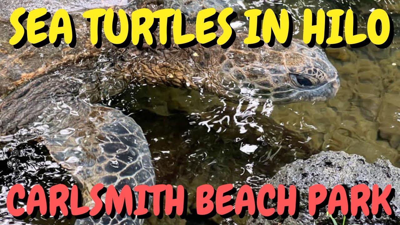 Where to See Sea Turtles in Hilo, Big Island, Hawaii Carlsmith Beach Park: Swimming & Changing Rooms