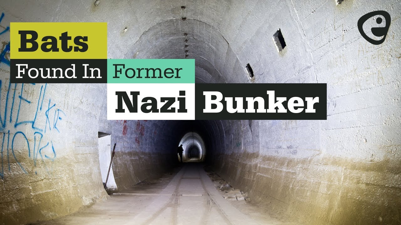The former nazi bunker that's home to thousands of bats