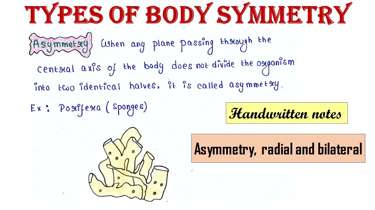 Types of body symmetry | Asymmetry | Radial | Bilateral