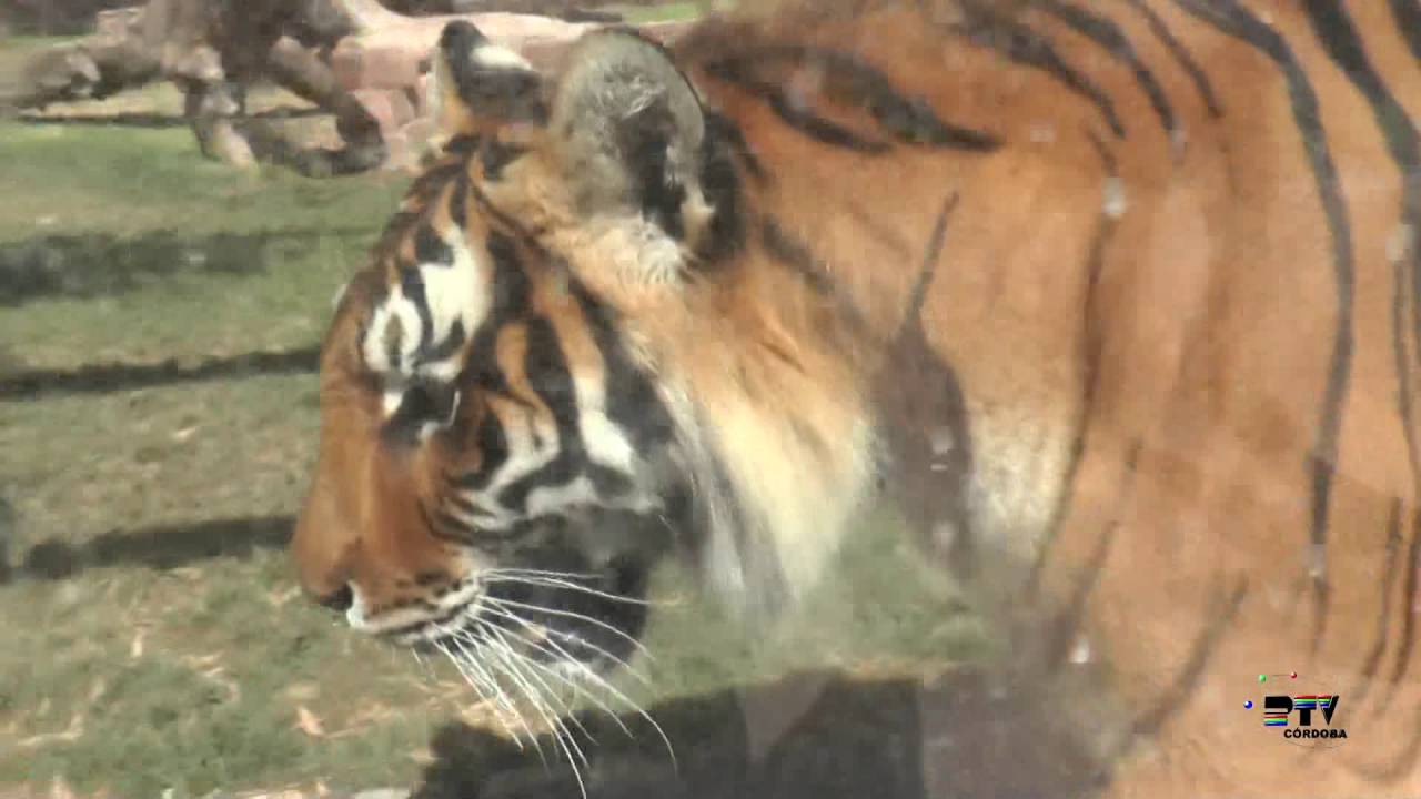 Nuevos inquilinos en el Zoológico de Córdoba