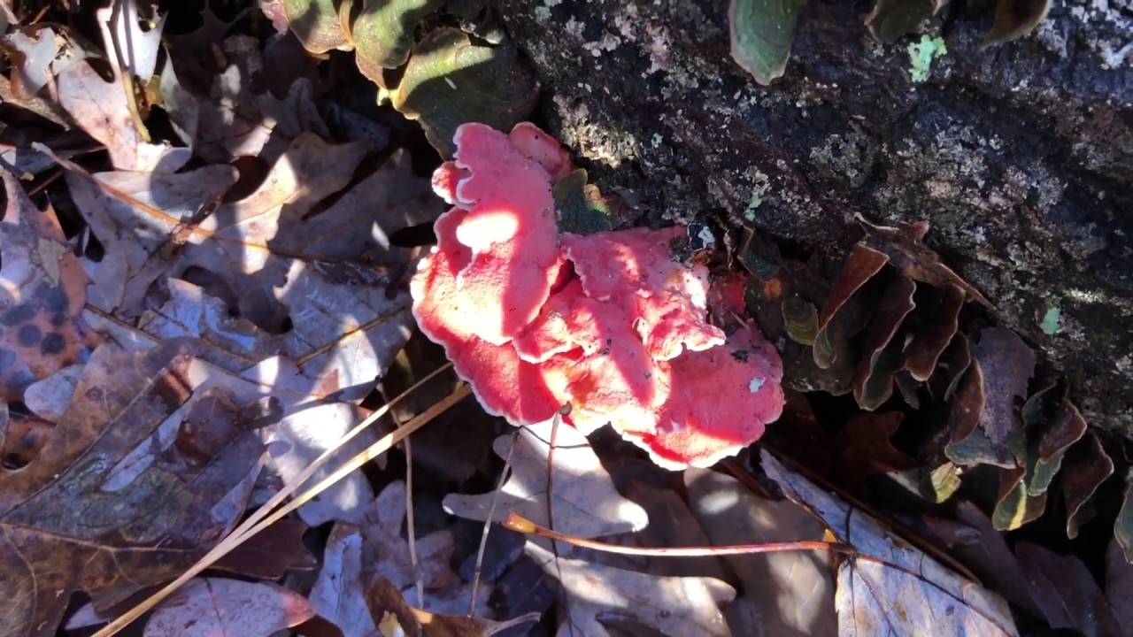 Coral-pink merulius (Phlebia incarnata)