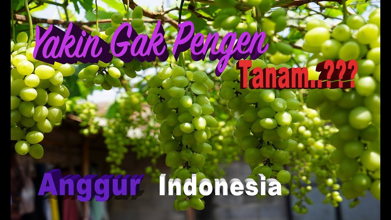 Indonesian Transfiguration Grapes