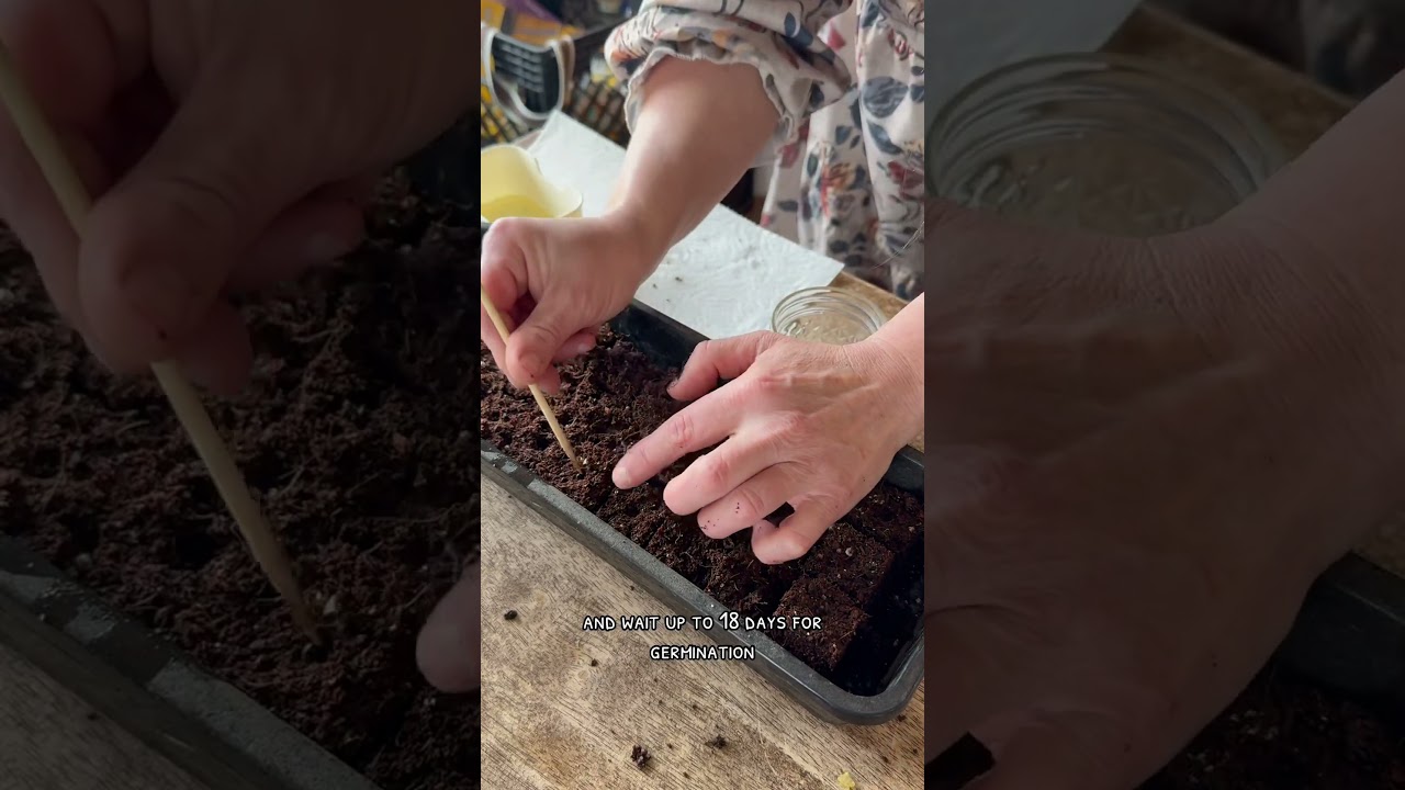 Celery seed germination using presoaked seeds. #germinatingcelery #indoorseedstarting #growingcelery