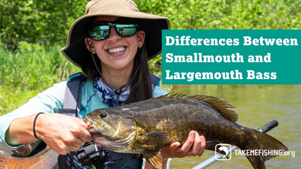 Differences Between Smallmouth and Largemouth Bass