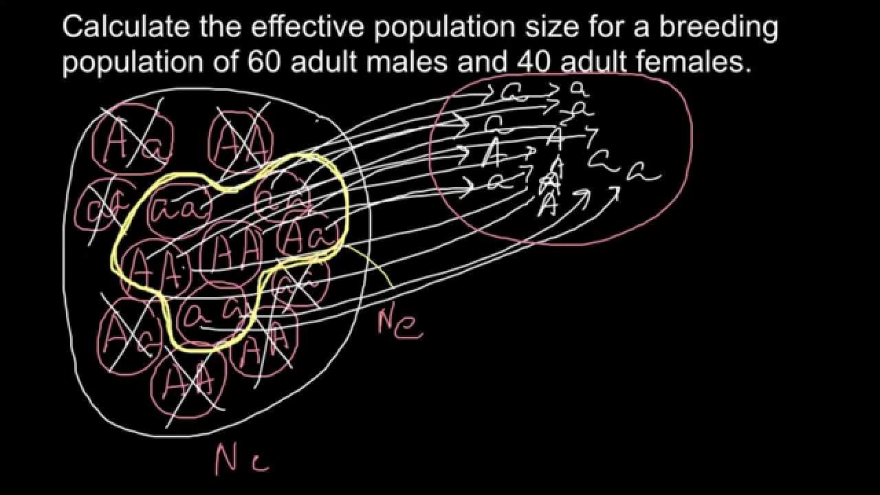 How to calculate effective population size