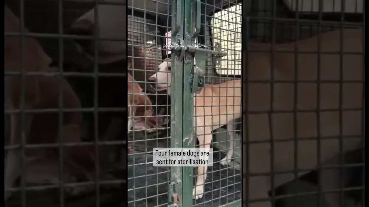 Four community female dogs sent for sterilisation.