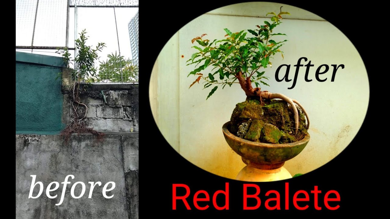 #bonsaitips #bonsai #redbalete   RED BALETE BONSAI PART 1 | PAANO GAWING BONSAI ANG BALETE