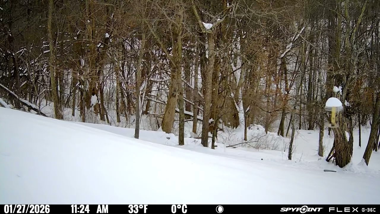 Trail Camera footage 01/27/2026 from 2 am to 11:59 am